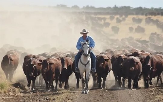 Australia sostiene precios firmes en pleno auge de oferta