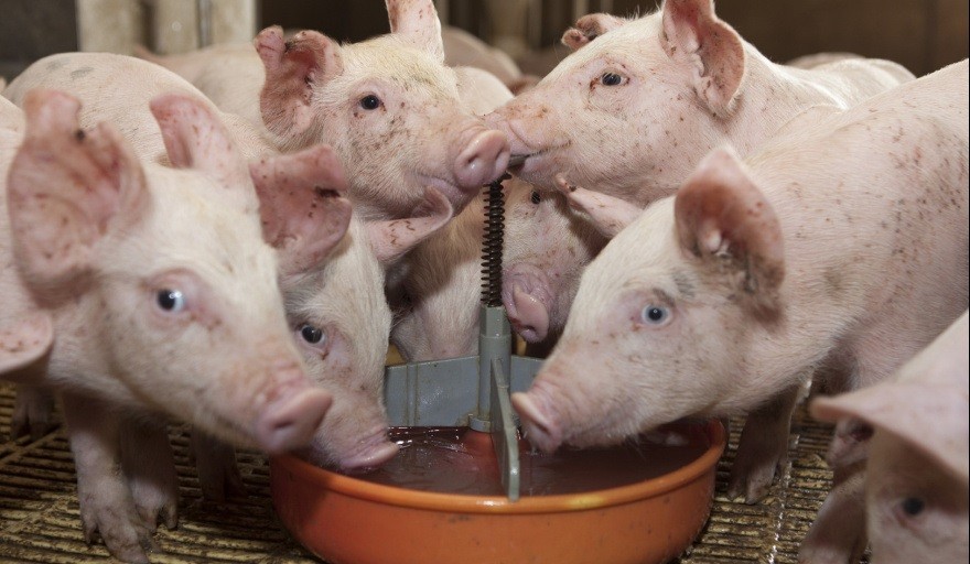 Argentina refuerza el bloqueo a productos porcinos de riesgo