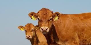 El novillo argentino se consolida como el más caro del Mercosur