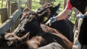 Se confirmó el cronograma oficial de las campañas de vacunación contra la fiebre aftosa y la brucelosis bovina para 2026.