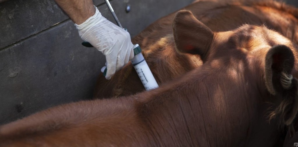 Se confirmó el cronograma oficial de las campañas de vacunación contra la fiebre aftosa y la brucelosis bovina para 2026.