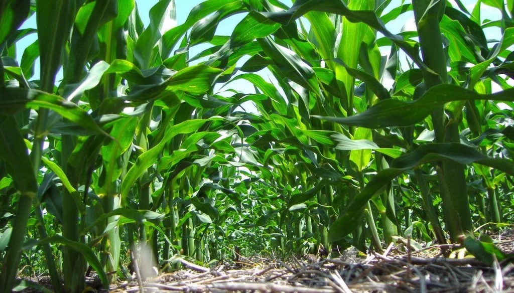 Más con menos, el impacto real de los nanofertilizantes en la rentabilidad agrícola.