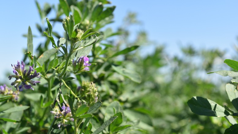 Palo Verde y el INTA lanzan tres nuevos cultivares de alfalfa de alta tecnología.