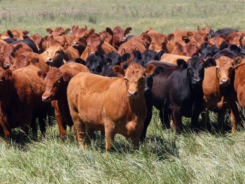 La invernada recuperó rentabilidad