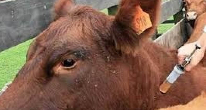 Nuevas vacunas para brucelosis