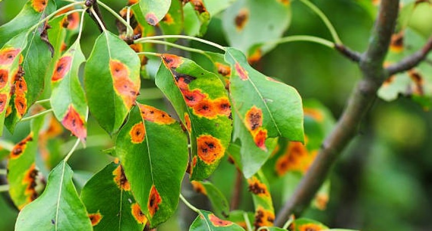 Productores de Mendoza, en alerta por la reaparición de la roya del ciruelo.