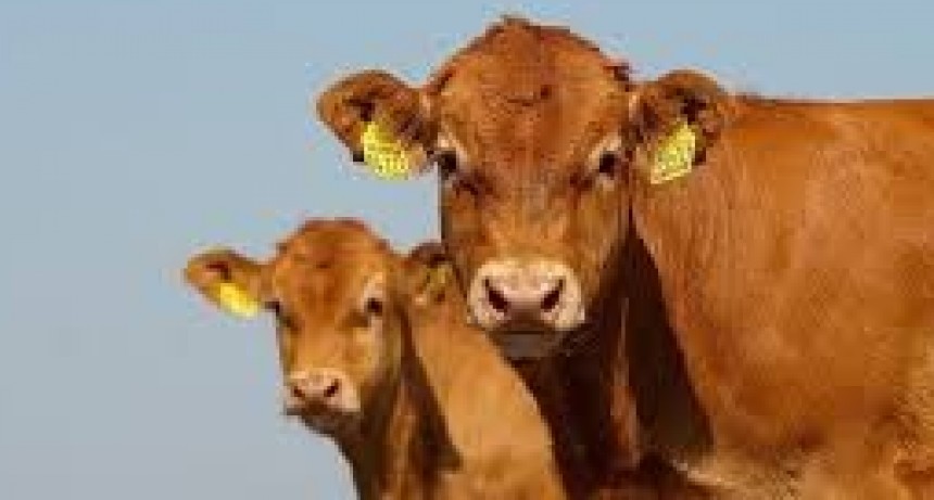 El novillo argentino se consolida como el más caro del Mercosur