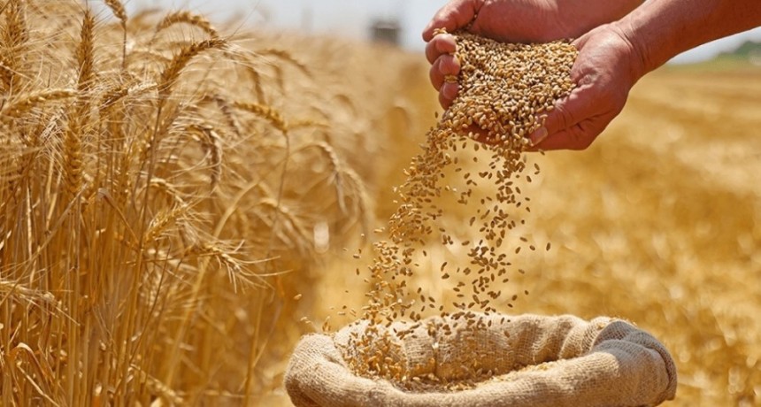 El trigo argentino rompe todos los récords
