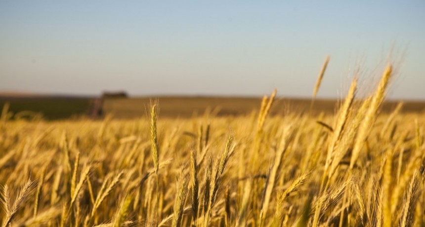 El Trigo argentino bate récords y mira a Asia